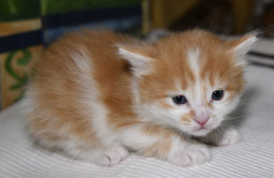 sibirisk kattunge Antares