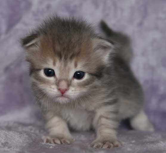 sibirisk kattunge Beid