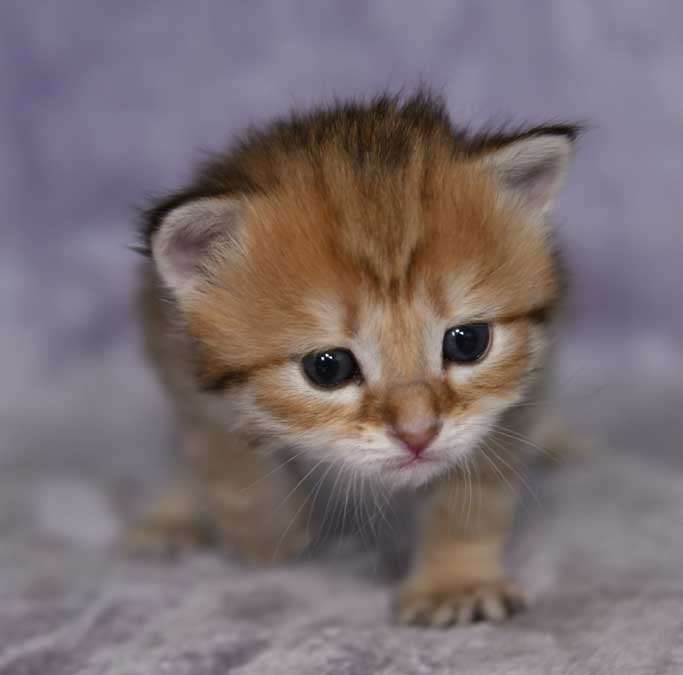 sibirisk kattunge Betelgeuse