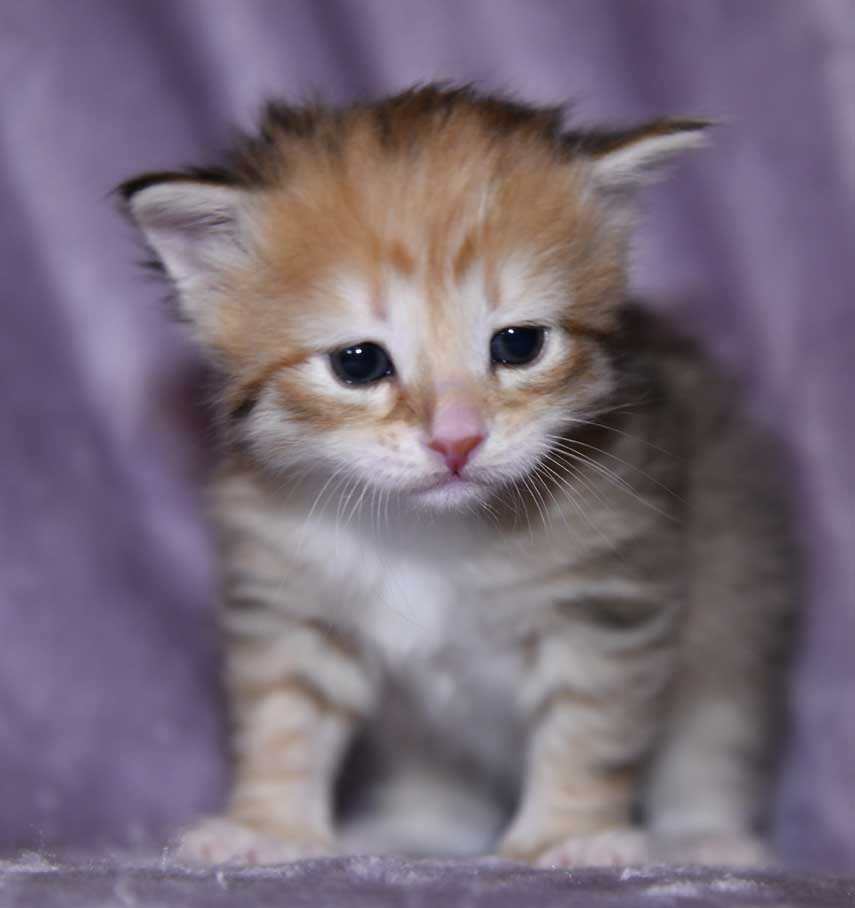 sibirisk kattunge Bell
