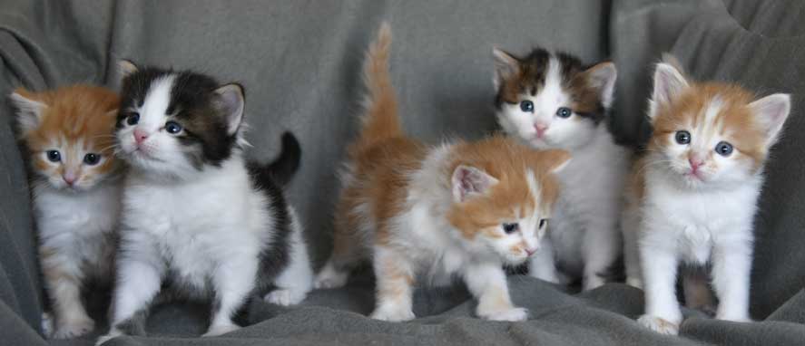 sibirisk kattungar A3-kull