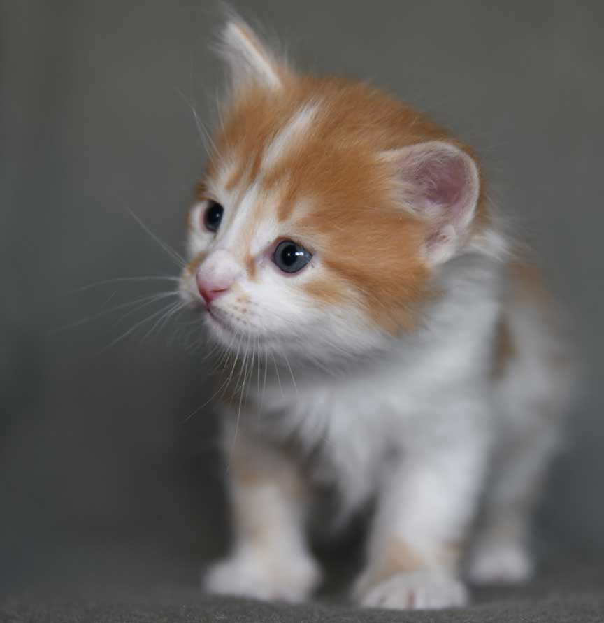 sibirisk kattunge Antares