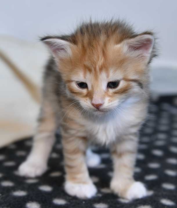 sibirisk kattunge Bell