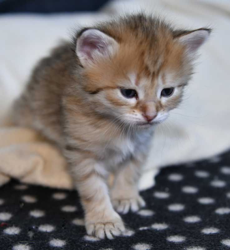 sibirisk kattunge Betelgeuse