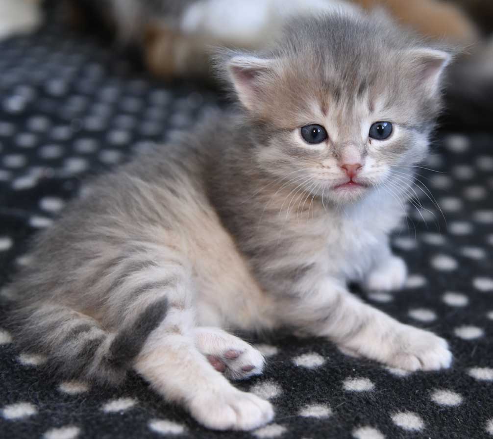 sibirisk kattunge Beid