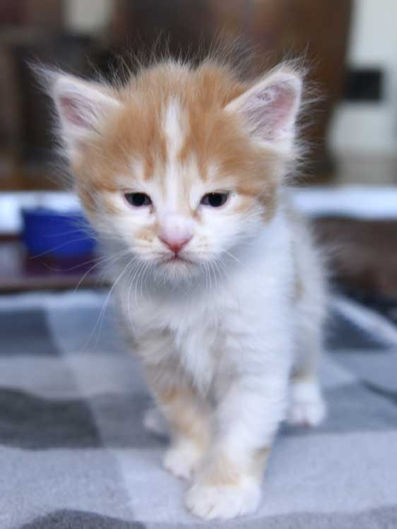 sibirisk kattunge Antares