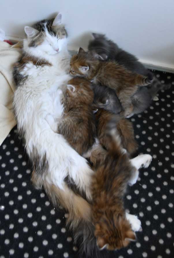 sibirisk kattungar B3-kull med Tracie