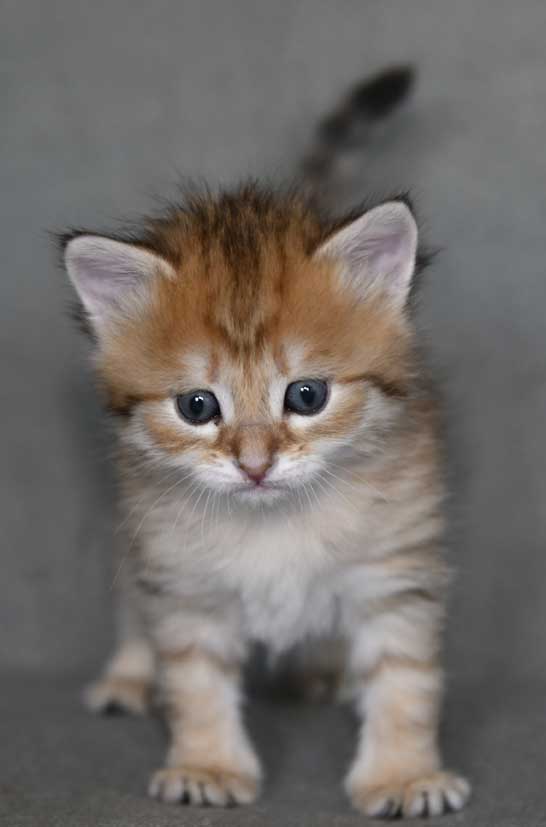 sibirisk kattunge Betelgeuse