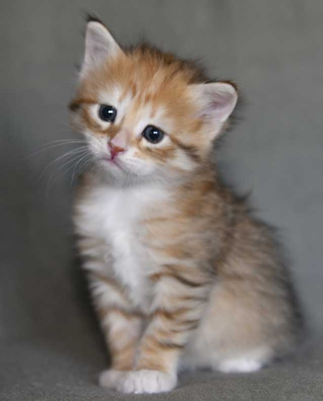 sibirisk kattunge Bell