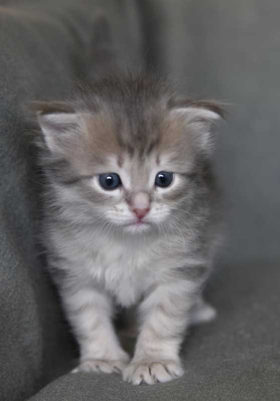 sibirisk kattunge Beid