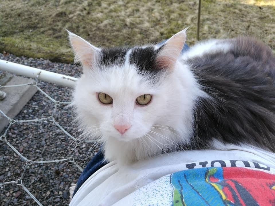 sibirisk katt Junior