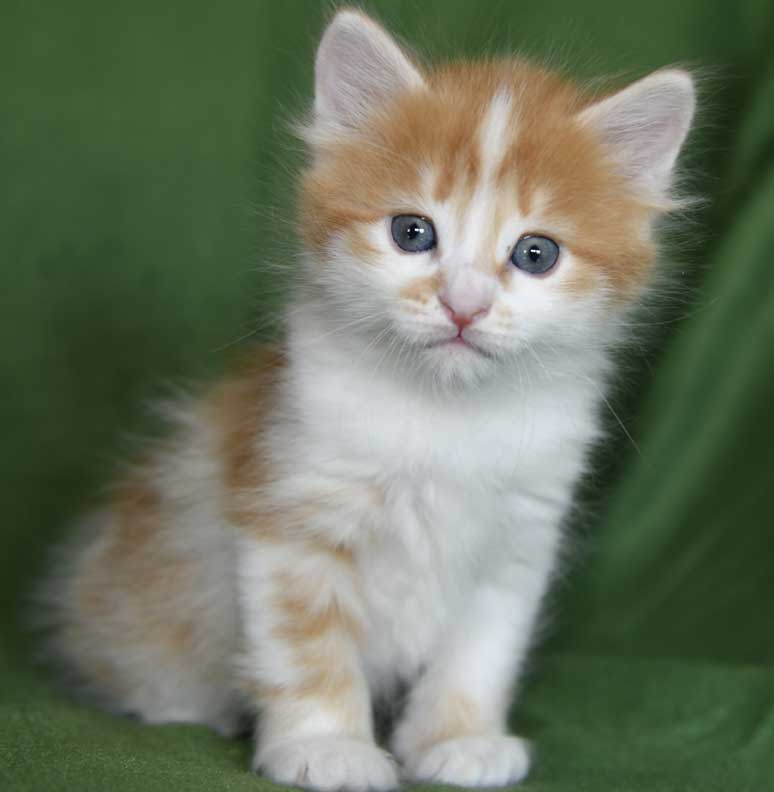 sibirisk kattunge Antares