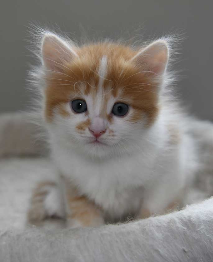 sibirisk kattunge Antares
