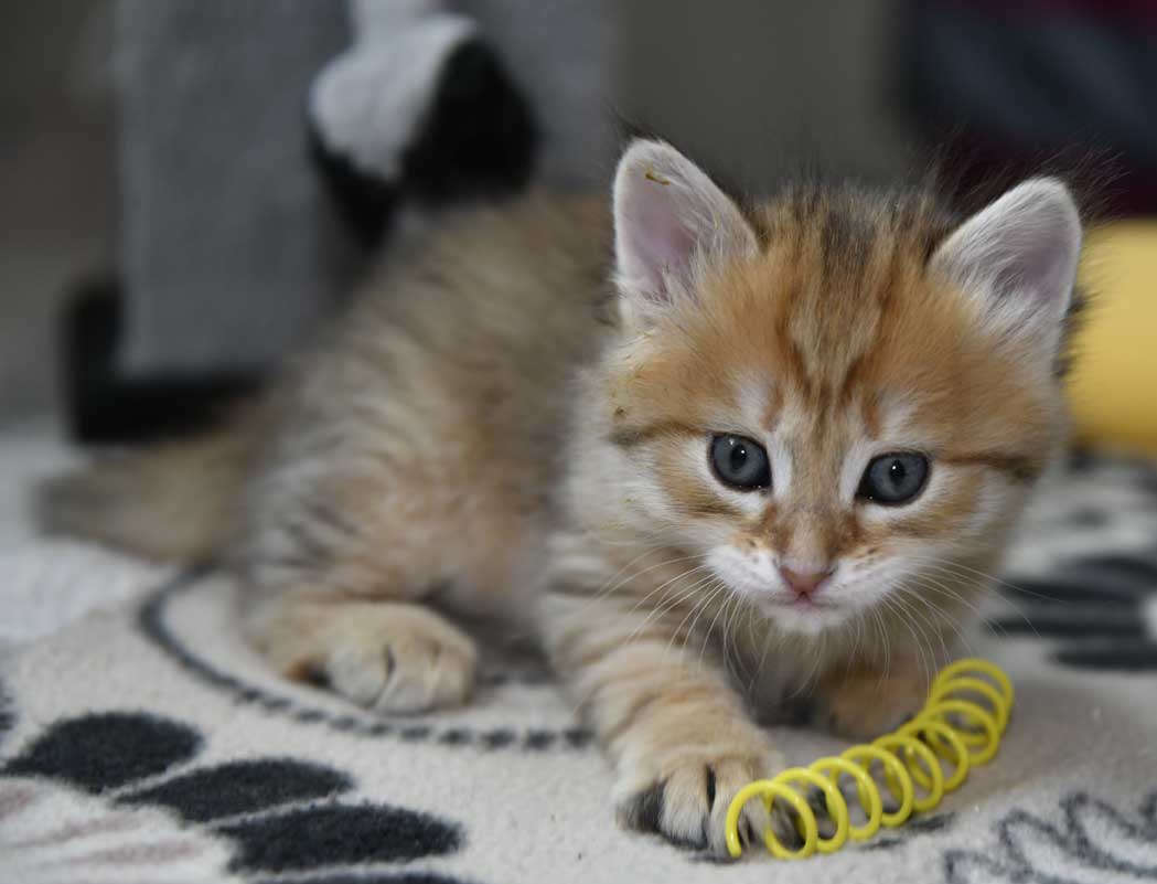 sibirisk kattunge Betelgeuse