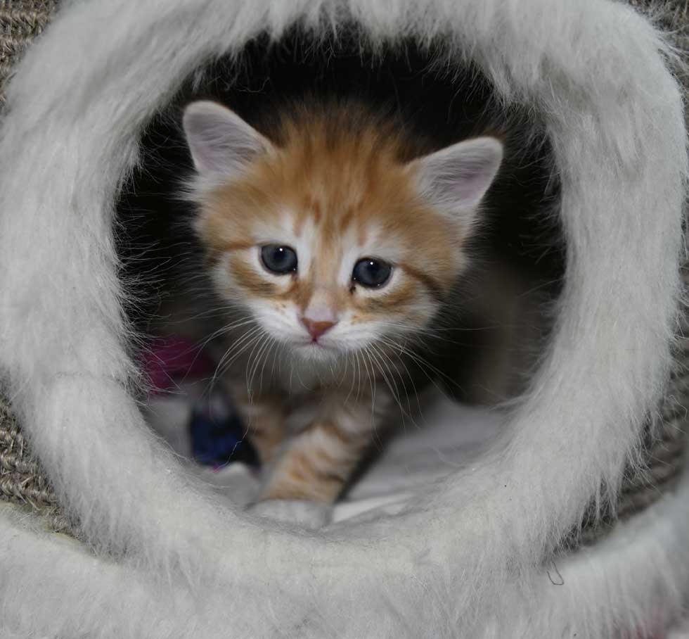 sibirisk kattunge Bell