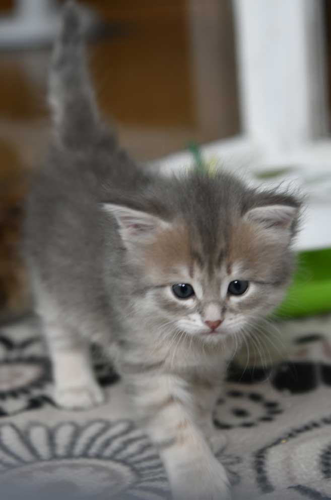 sibirisk kattunge Beid