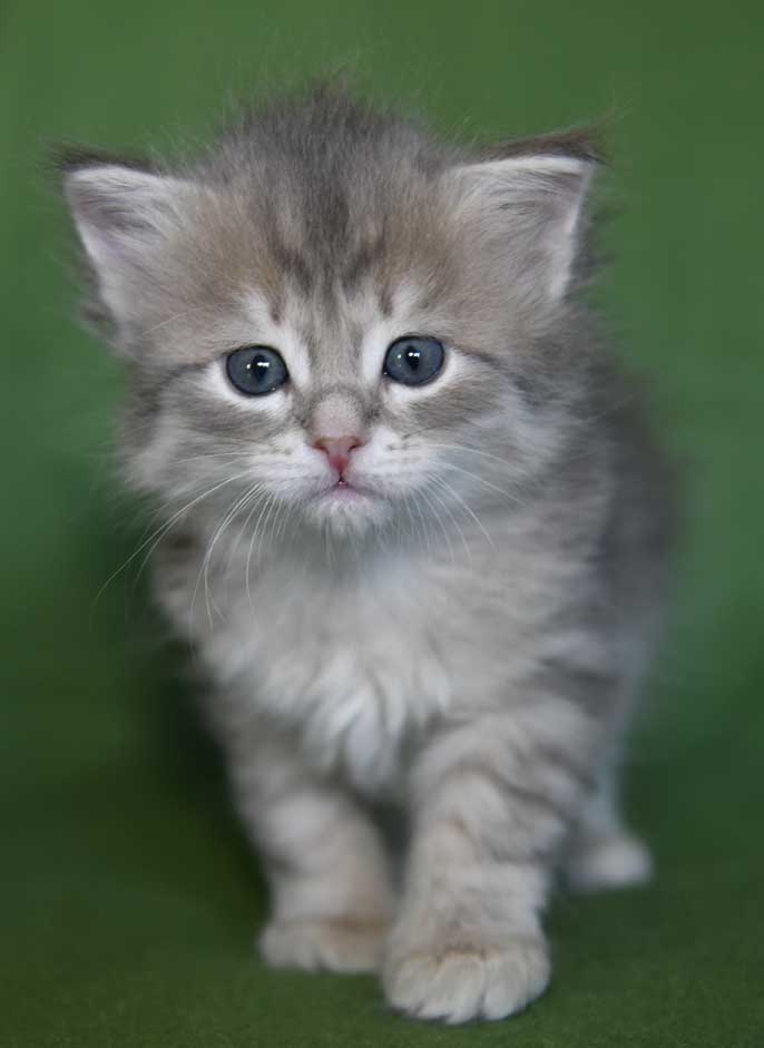 sibirisk kattunge Beid