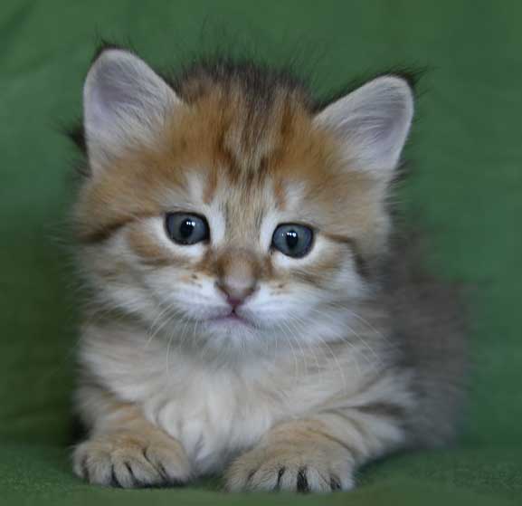 sibirisk kattunge Betelgeuse