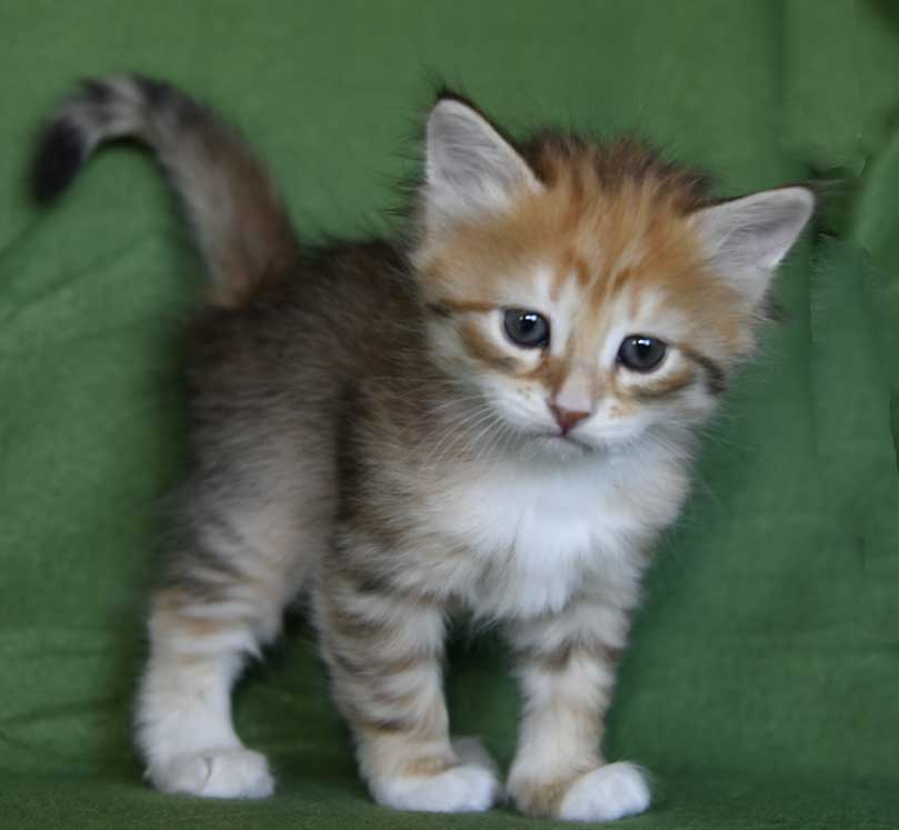 sibirisk kattunge Bell