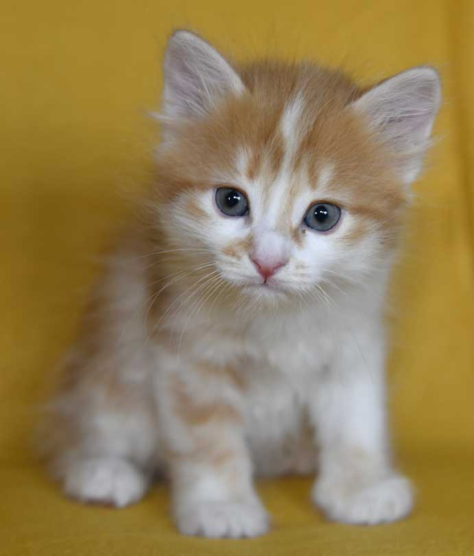 sibirisk kattunge Antares