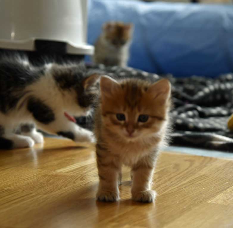 sibirisk kattunge Betelgeuse