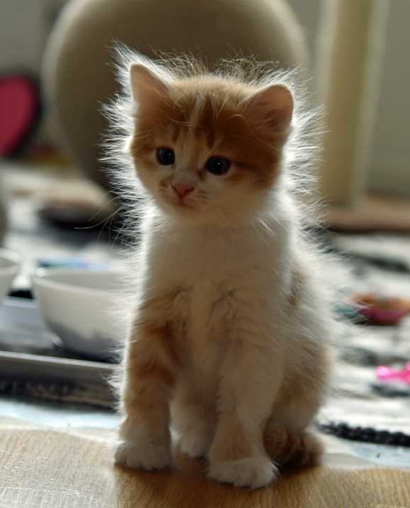 Sibirisk kattunge Antares
