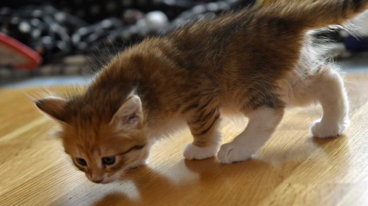 sibirisk kattunge Bell