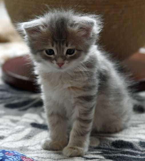 sibirisk kattunge Beid