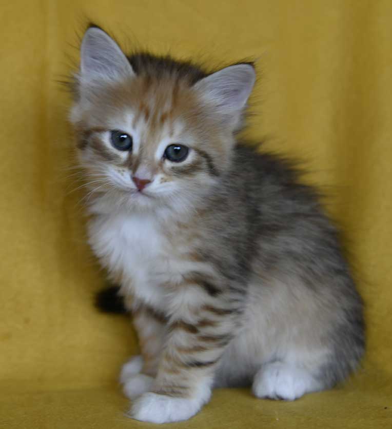 sibirisk kattunge Bell