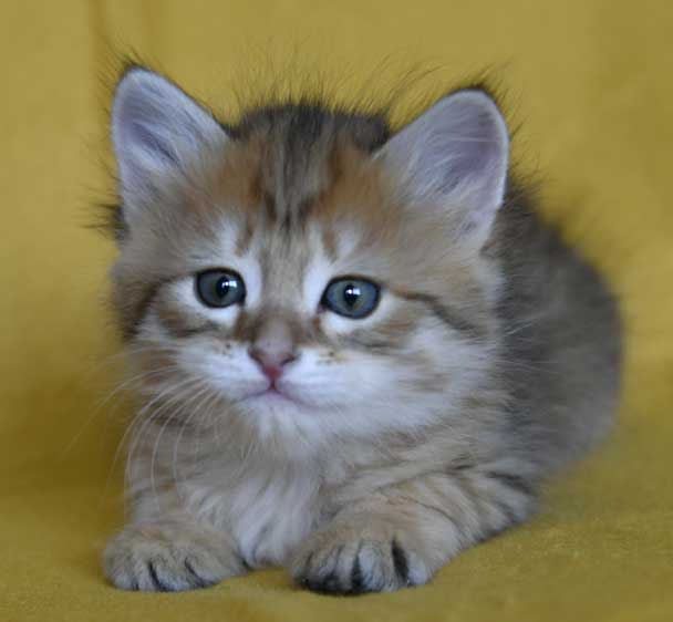 sibirisk kattunge Betelgeuse