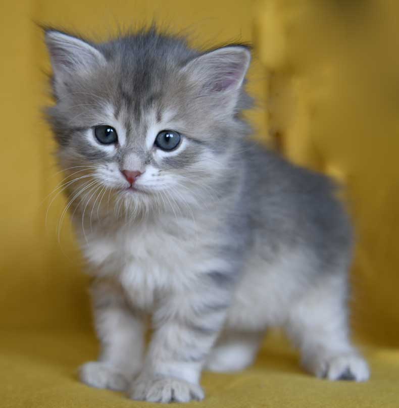 sibirisk kattunge Beid