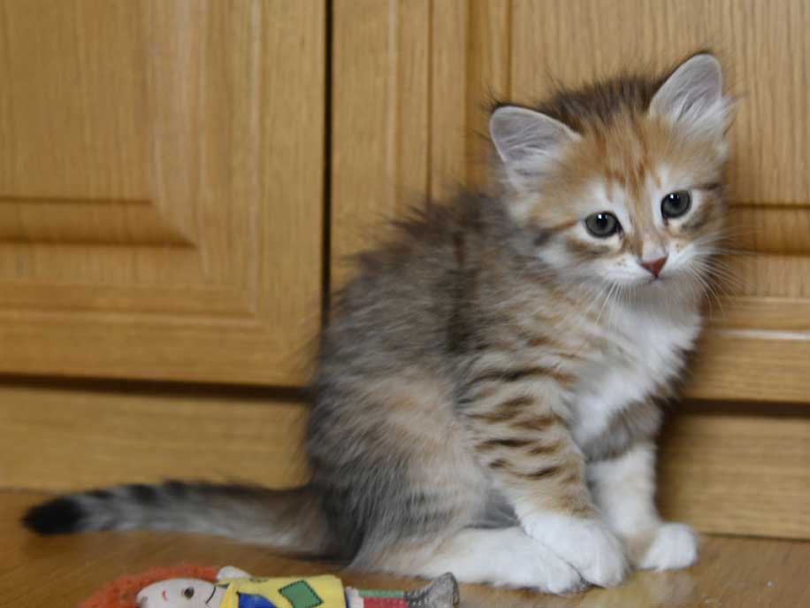 sibirisk kattunge Bell