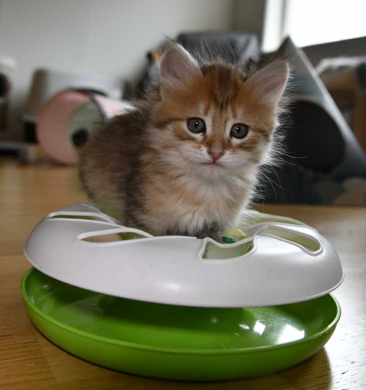 sibirisk kattunge Betelgeuse
