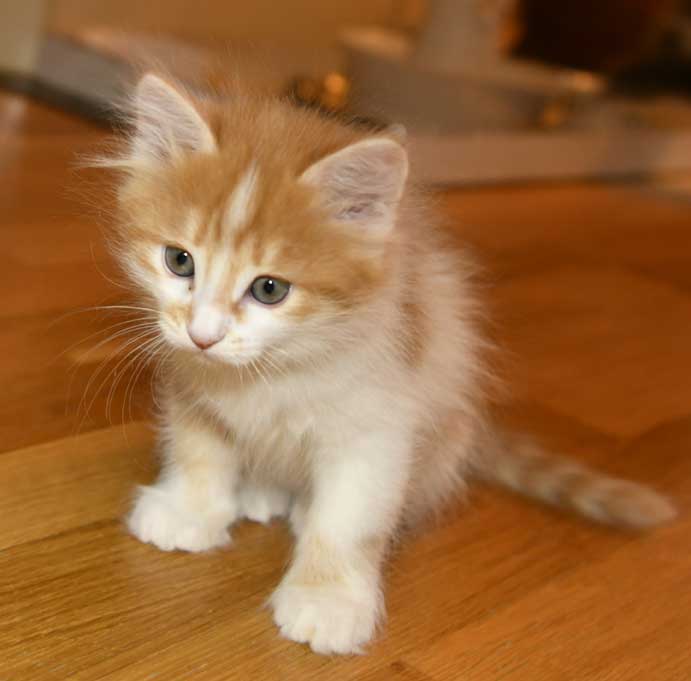 sibirisk kattunge Antares