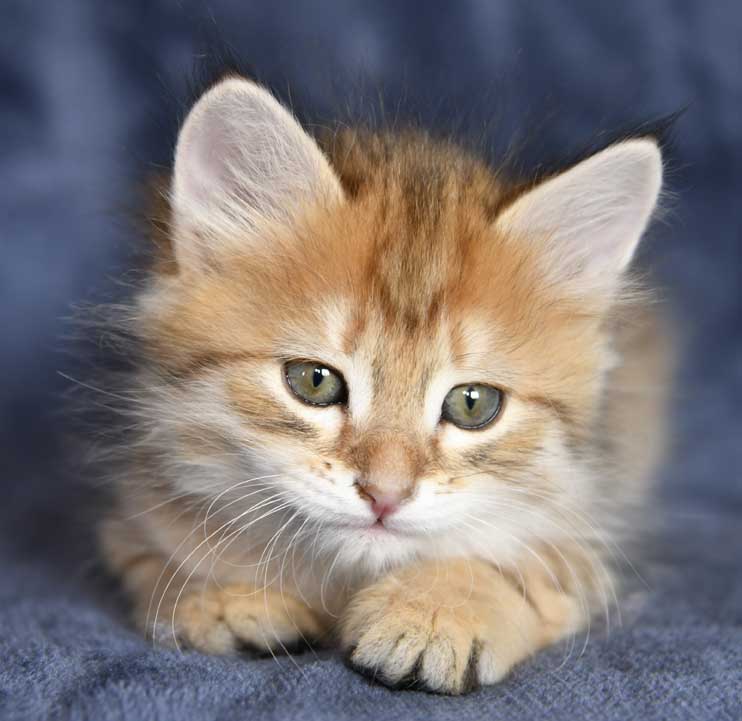 sibirisk kattunge Betelgeuse