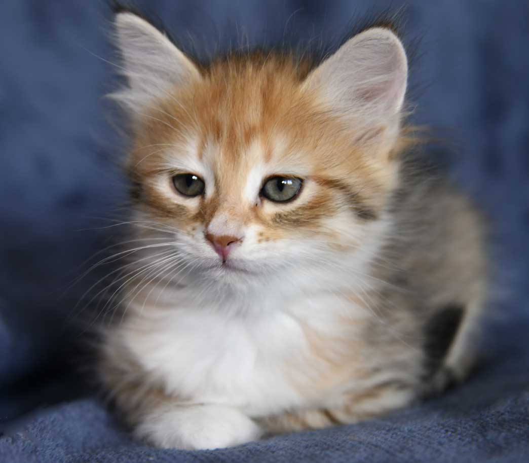 sibirisk kattunge Bell