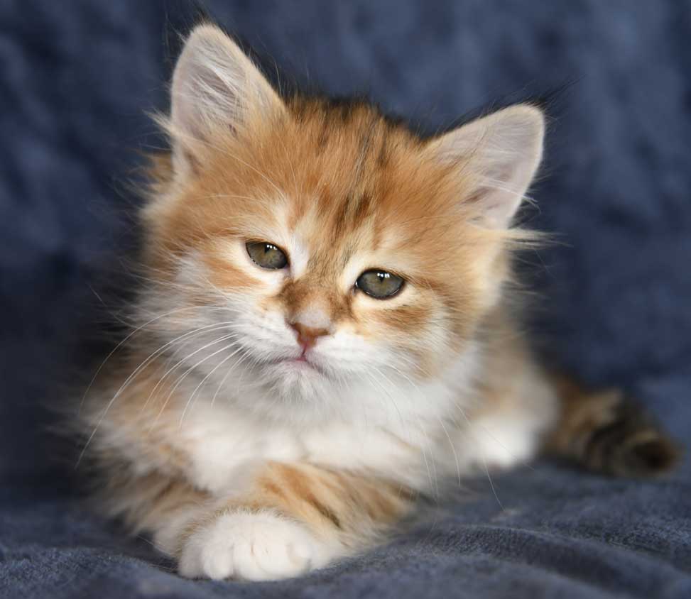 sibirisk kattunge Bella