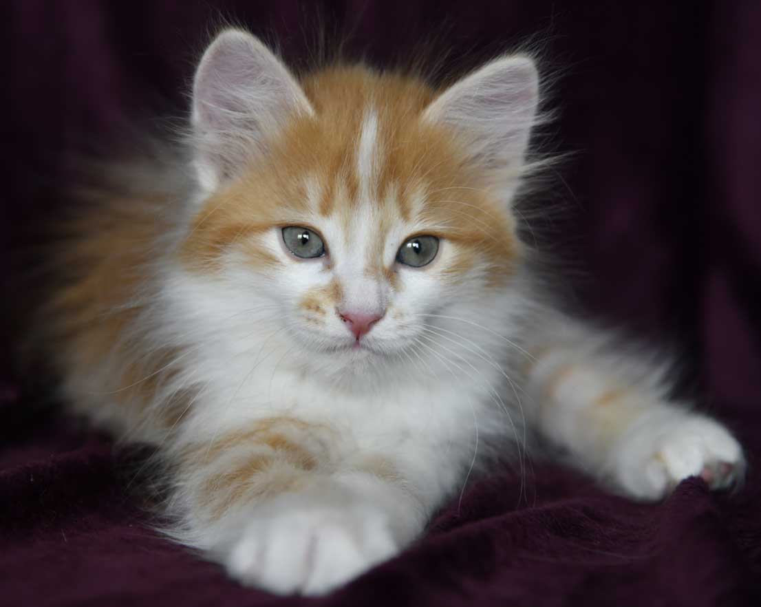 sibirisk kattunge Antares
