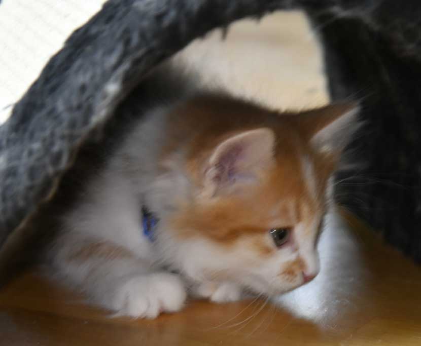 sibirisk kattunge Antares
