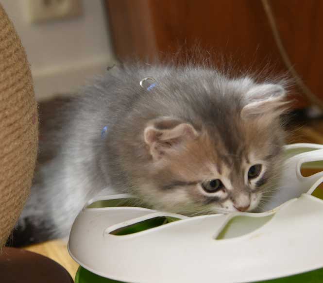 sibirisk kattunge Beid