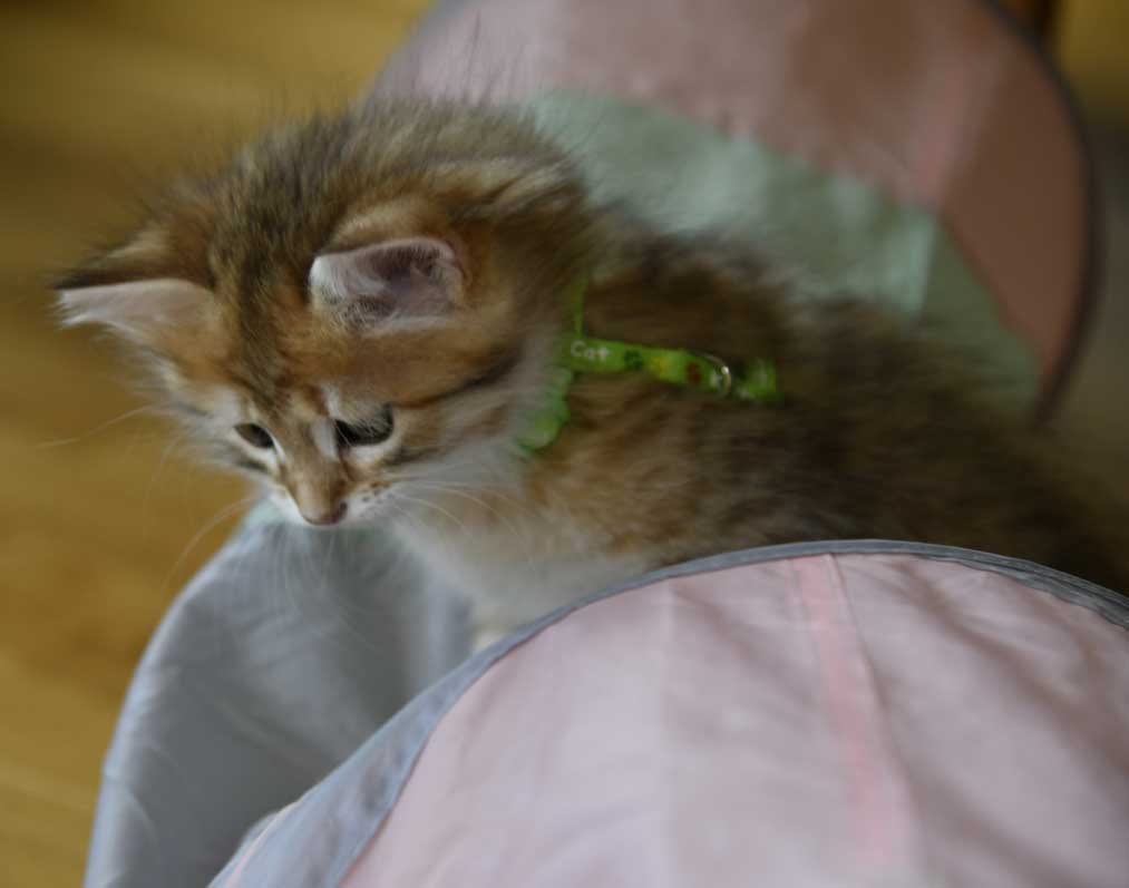 sibirisk kattunge Betelgeuse