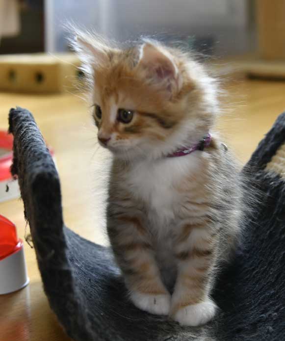 sibirisk kattunge Bell