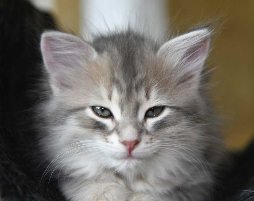 sibirisk kattunge Beid