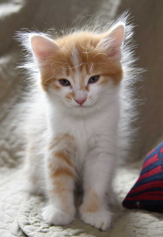 sibirisk kattunge Antares