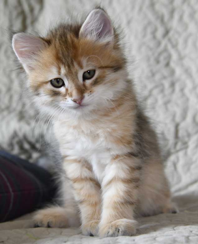 sibirisk kattunge Betelgeuse