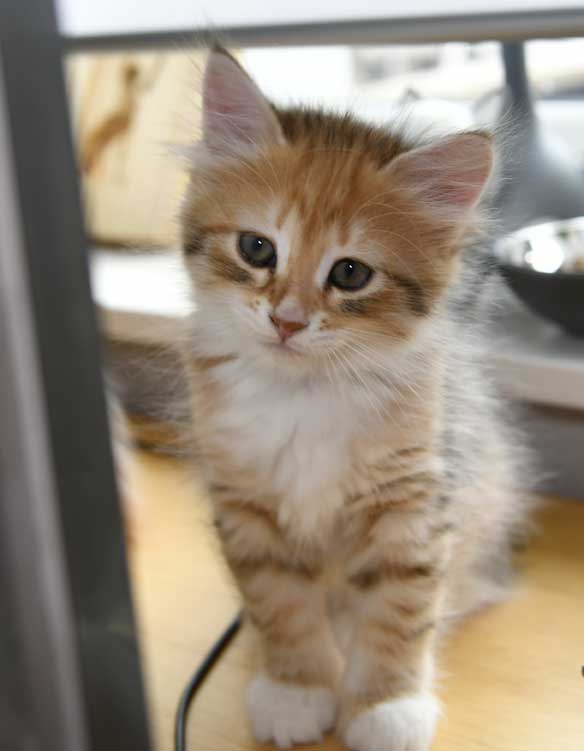 sibirisk kattunge Bell