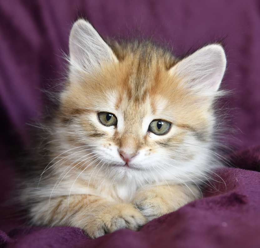 sibirisk kattunge Betelgeuse