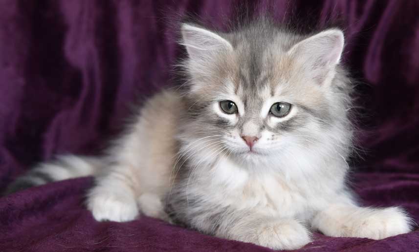 sibirisk kattunge Beid