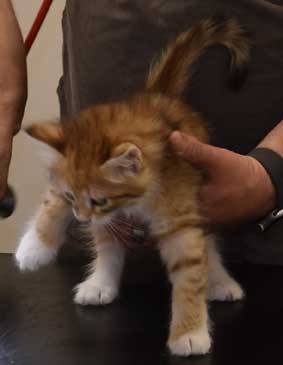 sibirisk kattunge Bell