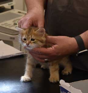 sibirisk kattunge Betelgeuse